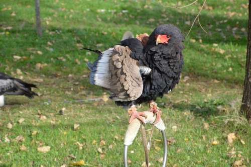 Eagle Terathopius Ecaudatus Bateleur Bird Predator