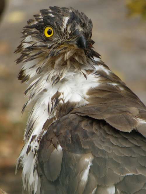 Eagle Včelojed Forest Pernis Apivorus Predator Head