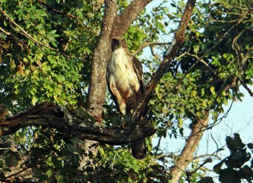 Eagle Changeable Hawk-Eagle Crested Hawk-Eagle