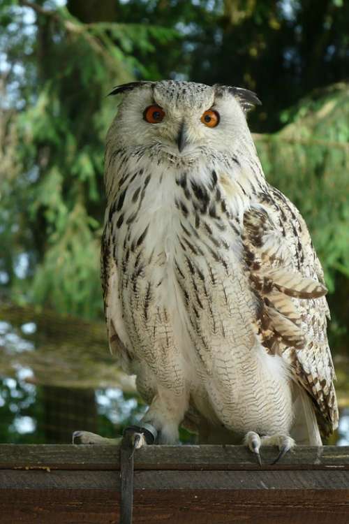 Eagle Owl Owl Bird