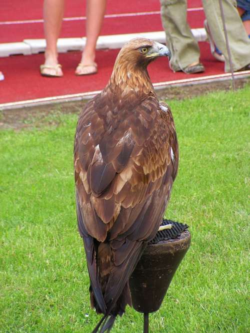 Eagle Rock Eagle Falconry Predator