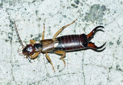 Earwig Insects Forticula Auriculata