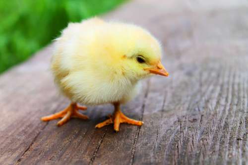 Easter Chicks Baby Beautiful Sweet Cute Yellow