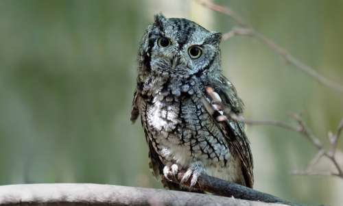 Eastern Screech Owl Owl Bird Feathers