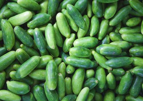 Eat Food Cucumber Green Vegetables Healthy