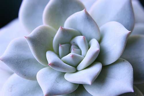 Echeveria Juicy Ornamental Rosacea