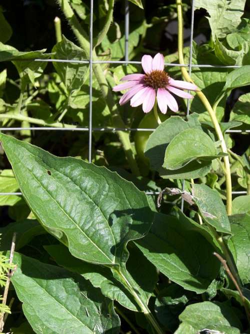 Echinacea Plant Bloom Flower Herbal Herbs