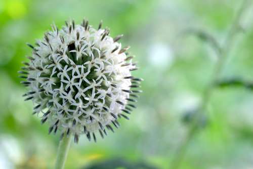 Echinops Globe Thistle White Flower Bloom Blossom