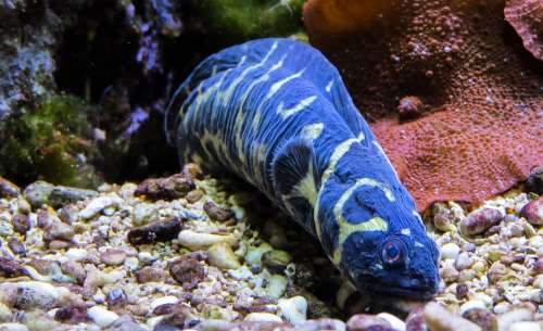 Eel Sea Animal Blue Deep Sea