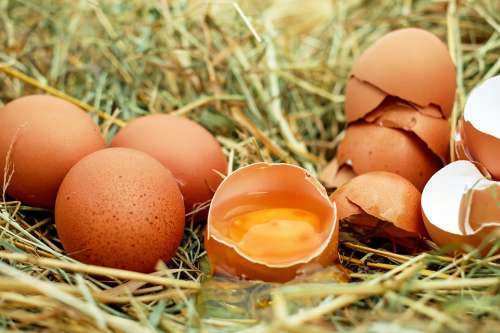 Egg Chicken Eggs Raw Eggs Eggshell Egg Yolk Bio