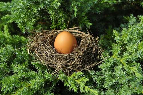 Egg Socket Full Busy Bird'S Nest Optimization