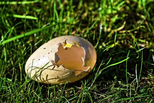 Egg Bird'S Egg Shell Empty Shell Hatched Foilage
