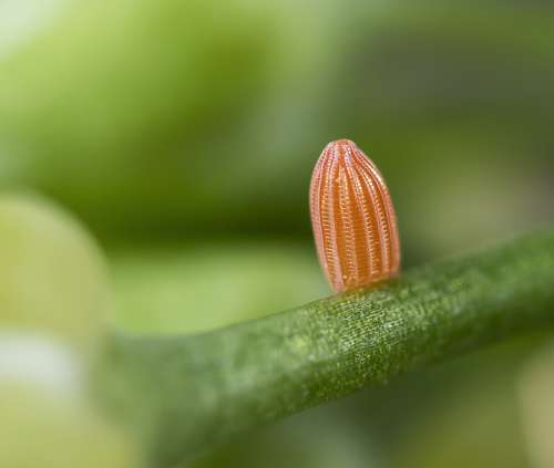 Egg Butterfly Orange-Tip Micro Macro Close Orange