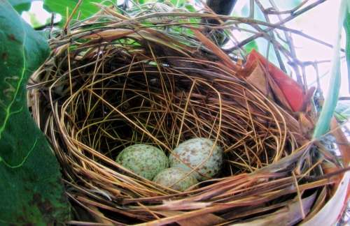 Eggs Bird Nest Spring Nature Animal Natural Baby