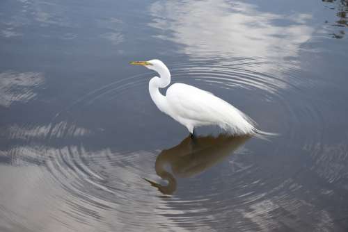 Egret Snowy Egret White Wading Bird Lake