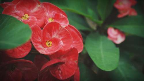 Eight Immortals Flowers Red Garden Pink Exotic
