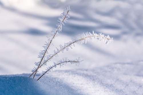 Eiskristalle Blades Of Grass Snow Winter Cold