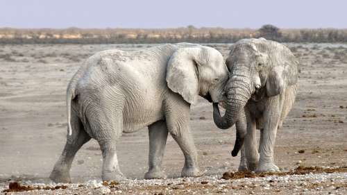 Elephant Africa Namibia Nature Dry National Park