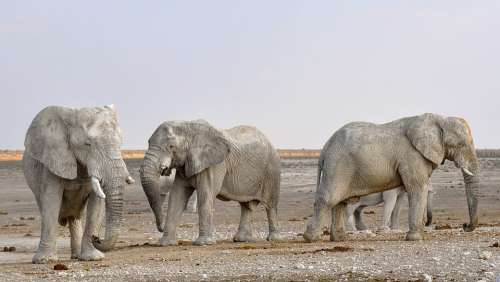 Elephant Herd Of Elephants Africa Namibia Nature