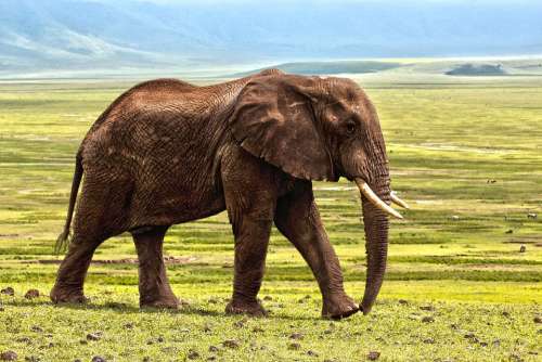 Elephant Safari Animal Defence Africa Nature