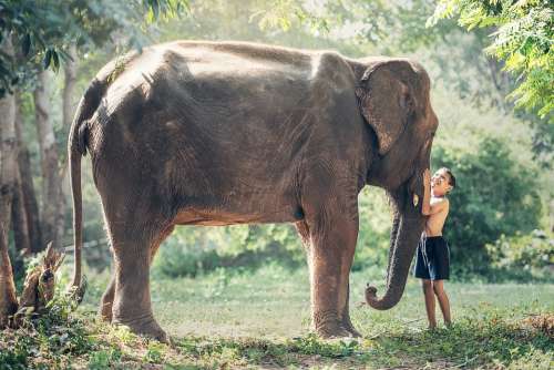 Elephant Cambodia Kid Child Animals Asia