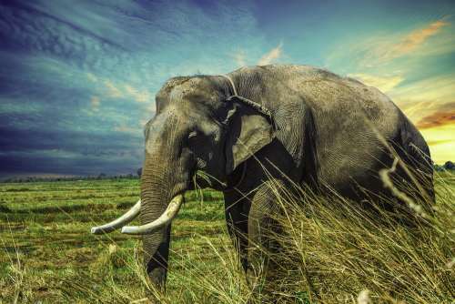 Elephant Mamma Animal Nature Surin Province