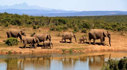 Elephant Herd Of Elephants African Bush Elephant