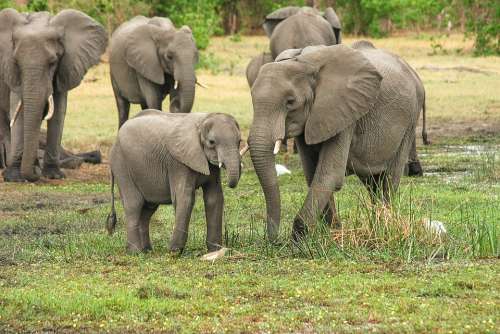 Elephant Africa African Bush Elephant Proboscis