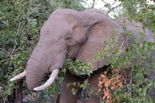 Elephant South Africa Kruger National Park