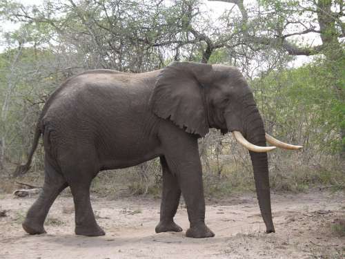 Elephant Bull Elephant Boy Africa Safari