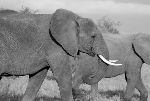 Elephant Safari Wild Mammal African Trunk Jungle