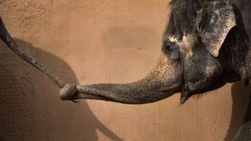 Elephant Zoo Africa Animal Portrait Proboscis