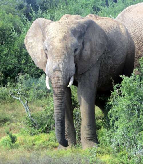 Elephant South Africa National Park Nature Safari