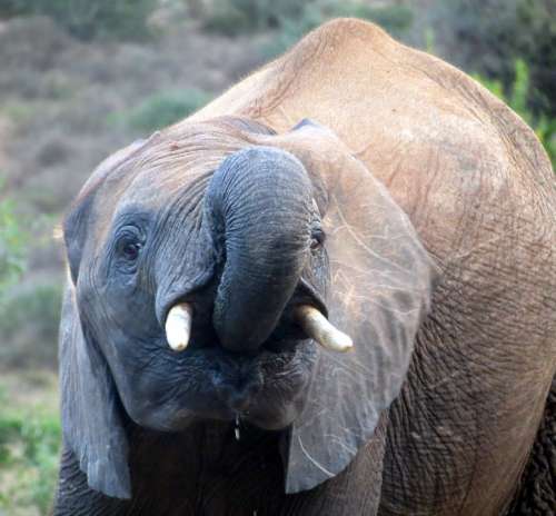 Elephant South Africa National Park Nature Safari