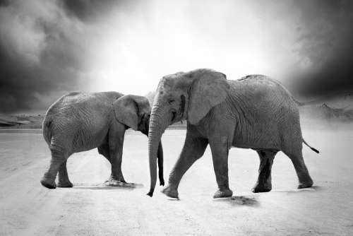 Elephant Ivory Animals Africa Predator Safari Zoo