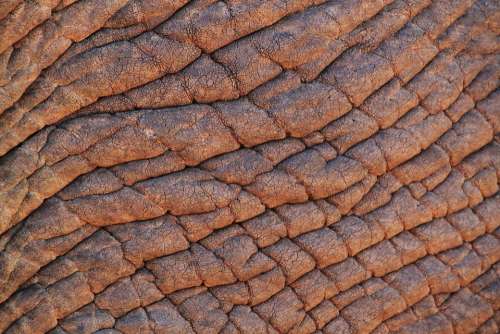 Elephant Skin Elephant African Bush Elephant Africa