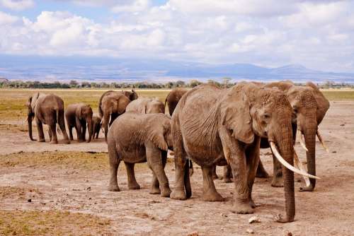 Elephants Africa Amboseli Animal Safari