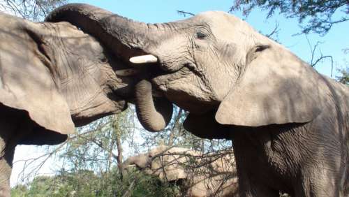 Elephants Kissing Wild Couple Greeting Trunks