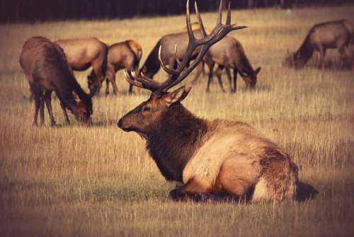 Elk Field Wildlife Mammal Animal Bull Male Park