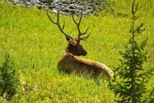 Elk In Alpine Meadow Elk Wapiti Rocky Mountain
