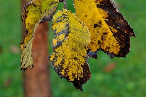 Elm Leaf Leaves Autumn Macro
