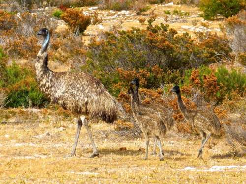 Emus Birds Flightless Australia Big Australian