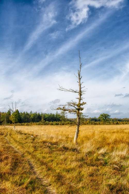 Eng Bog Natural Landscape Wood Autumn