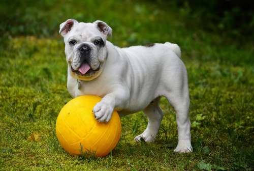 English Bulldog Bulldog Dog Ball