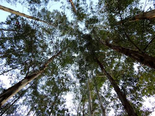 Eucalyptus Trees Plantation Nature