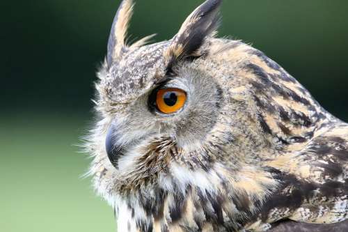 Eurasian Eagle Owl Owl Eurasian Wildlife Bird Prey