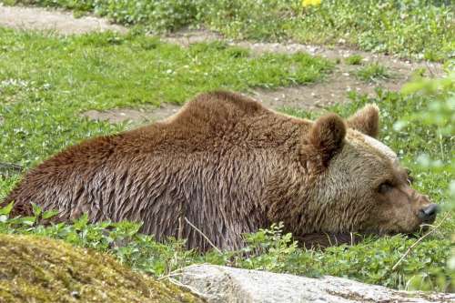 European Brown Bear Mammal Wild Animal Natural