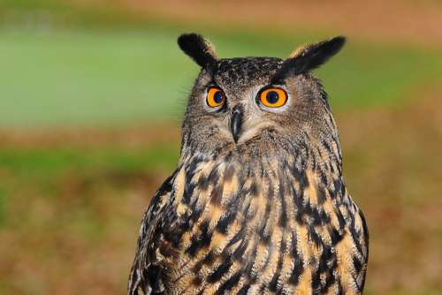 European Eagle Owl Owl Bird Of Prey Sharp Look