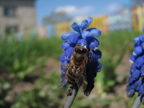 European Honeybee Flower Macro Insect Bloom