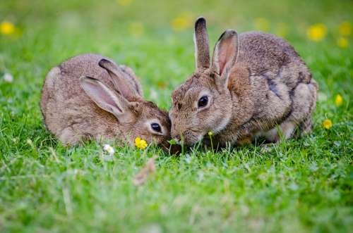 European Rabbits Bunnies Grass Wildlife Nature